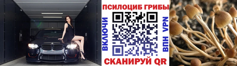 KRAKEN ссылка  Осташков  Псилоцибиновые грибы Psilocybe 